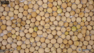 seed
