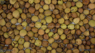 seed