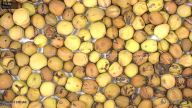 column seed