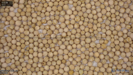 seed
