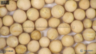 column seed