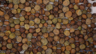seed