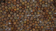 seed