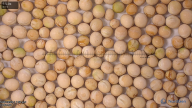 column seed