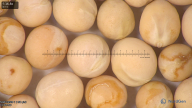 column seed