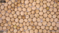 column seed