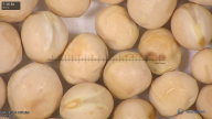 column seed