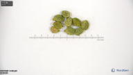 column seed