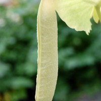 column  