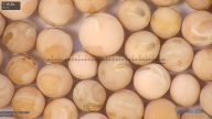 column seed