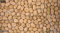 seed