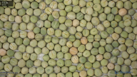 column seed