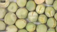 column seed