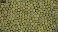 seed