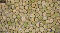 seed