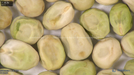 column seed
