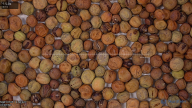 seed