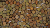 seed