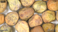column seed