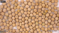 seed