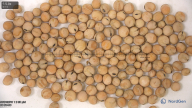 seed