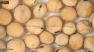 column seed