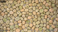 seed