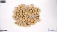Click for 2 image(s) for this accession. seed