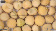 column seed
