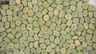 seed