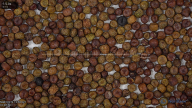 seed