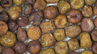 column seed
