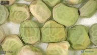 column seed