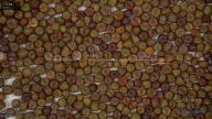 seed