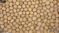 seed