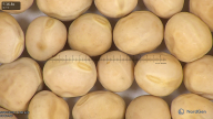 column seed