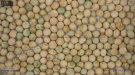 seed