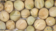 column seed