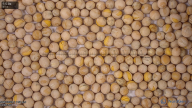 seed