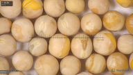 column seed