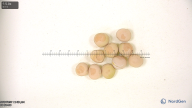 column seed