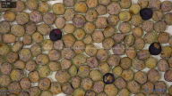 seed