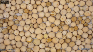 seed