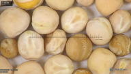 column seed