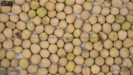 seed