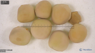 column seed