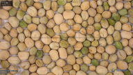 column seed