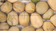 column seed