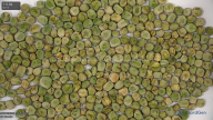 seed