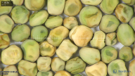 column seed